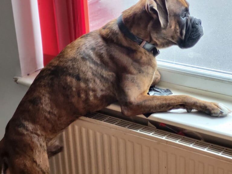 boxer dog for sale in Worksop, Nottinghamshire