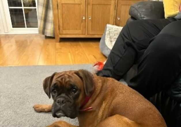 Boxer dog for sale in Gloucester, Gloucestershire