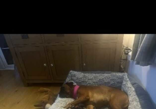 Boxer dog for sale in Gloucester, Gloucestershire - Image 2