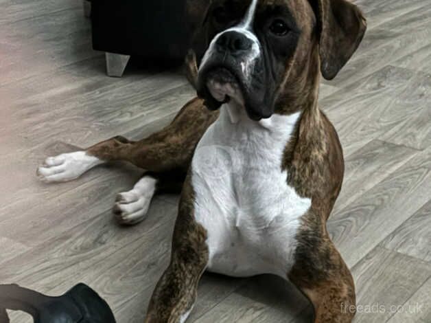 Boxer female for sale in Hayle, Cornwall