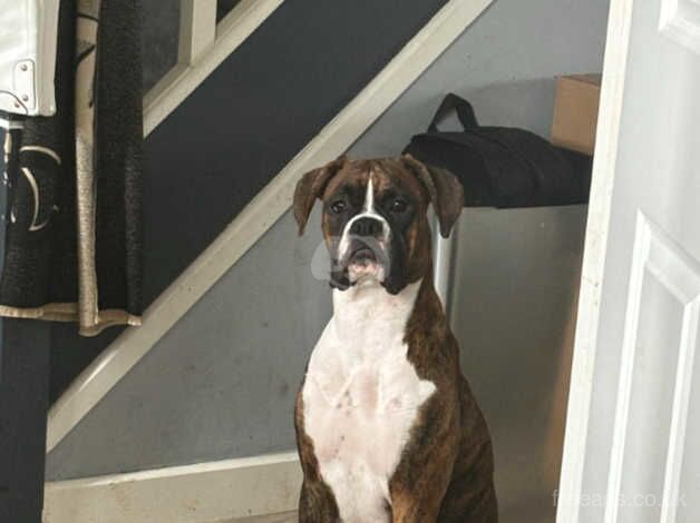 Boxer female for sale in Hayle, Cornwall - Image 2