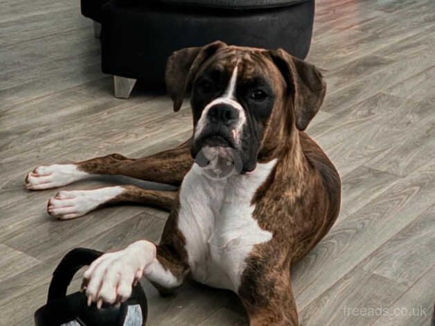 Boxer female for sale in Hayle, Cornwall - Image 3