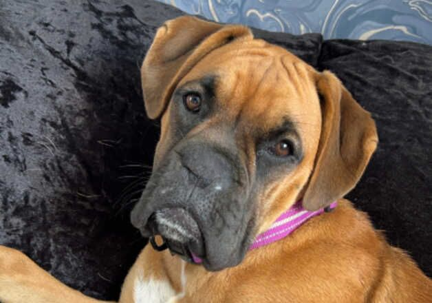 Boxer for sale in Durham, County Durham