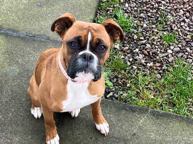 Boxer girl bob tail for sale in Aberdeen, Aberdeen City