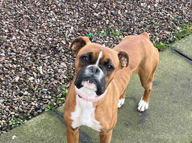 Boxer girl bob tail for sale in Aberdeen, Aberdeen City - Image 2