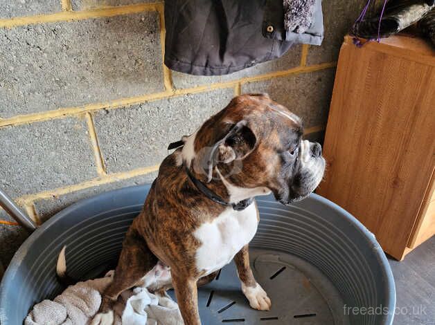 Boxer Girl for reluctant sale for sale in Chatham, Caerphilly - Image 1