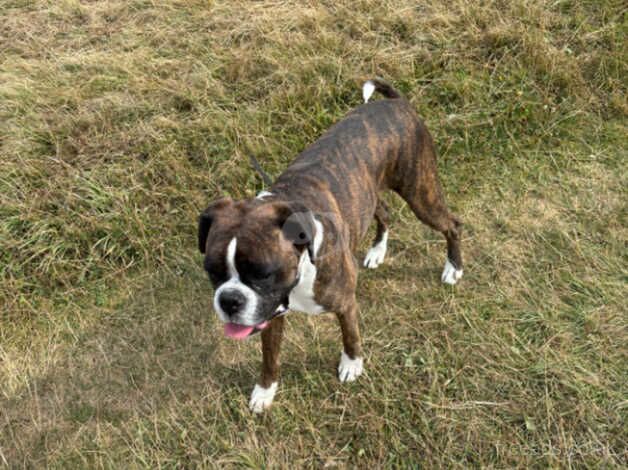 Boxer Girl for reluctant sale for sale in Chatham, Caerphilly - Image 3