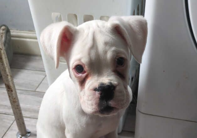 Boxer pup for sale in Dudley, West Midlands