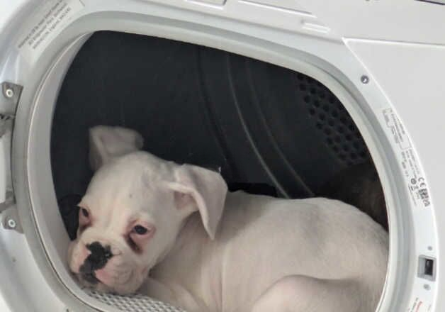 Boxer pup for sale in Dudley, West Midlands - Image 2