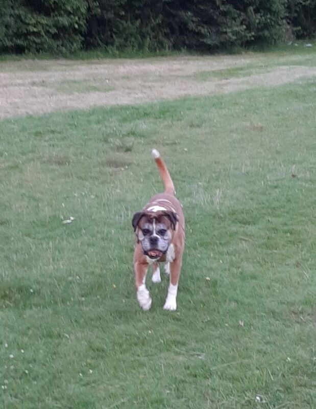 Boxer pup wanted for sale in Monikie, Angus