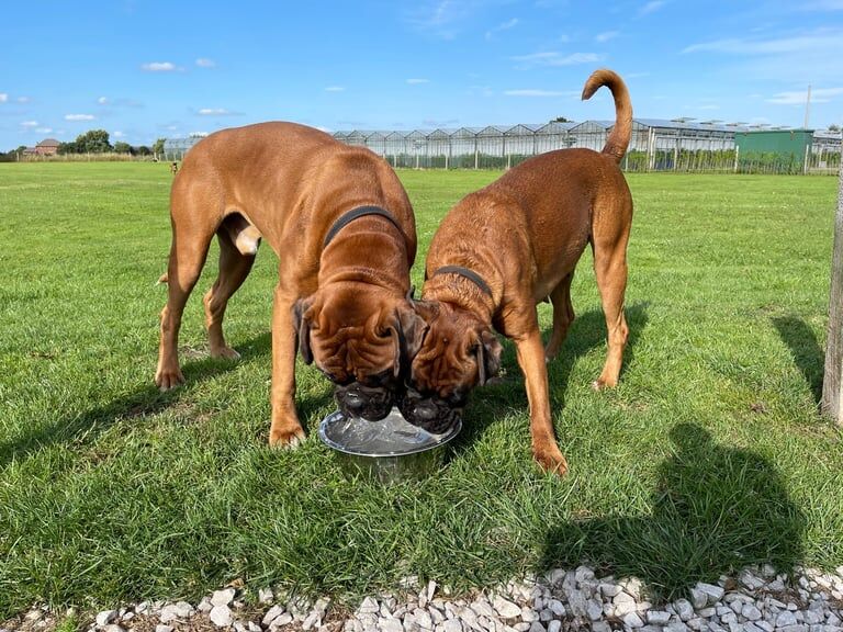 Boxer puppies for sale in Southport, Merseyside