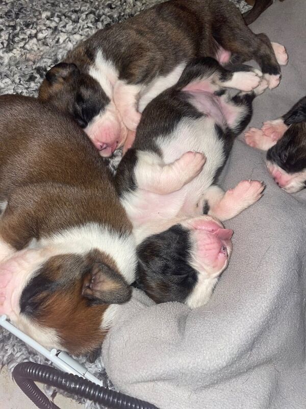 Boxer Puppies For Sale Under £1,000