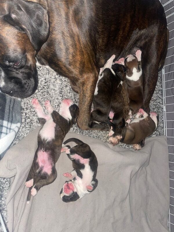 Boxer puppies for sale in County Antrim - Image 2