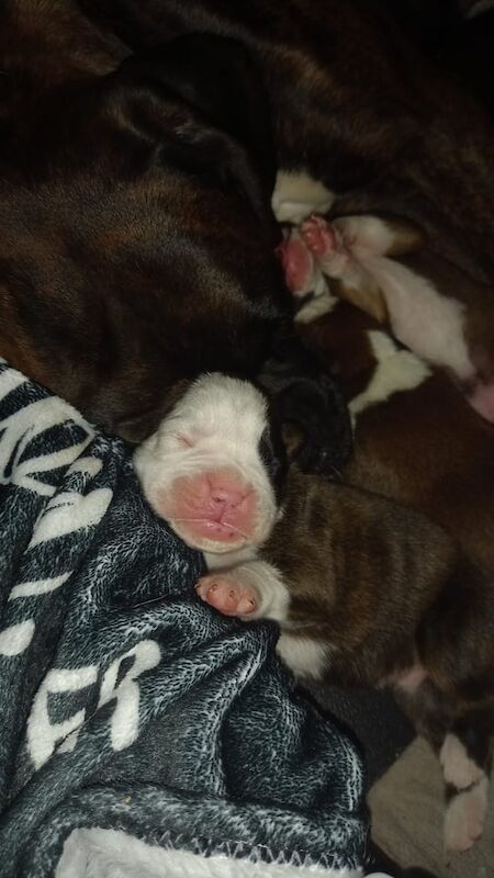 Boxer puppies for sale in County Antrim - Image 3