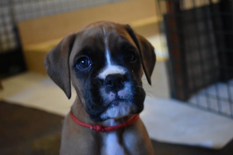 Boxer puppies for sale in Aberfeldy, Perth and Kinross