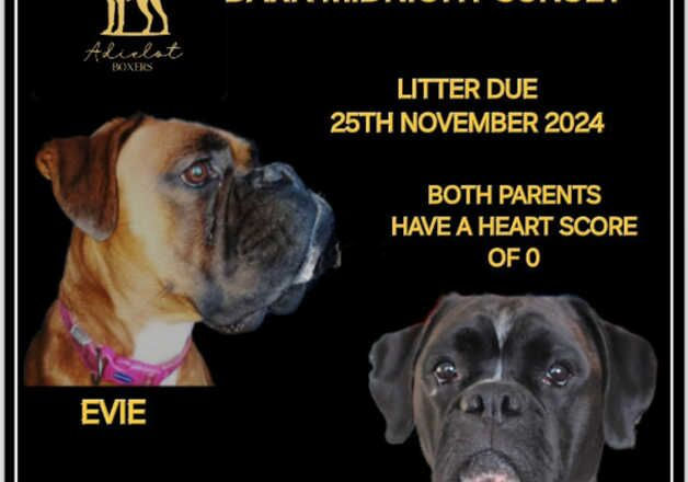 Boxer Puppies Due 25th November 2024 for sale in Exeter, Devon