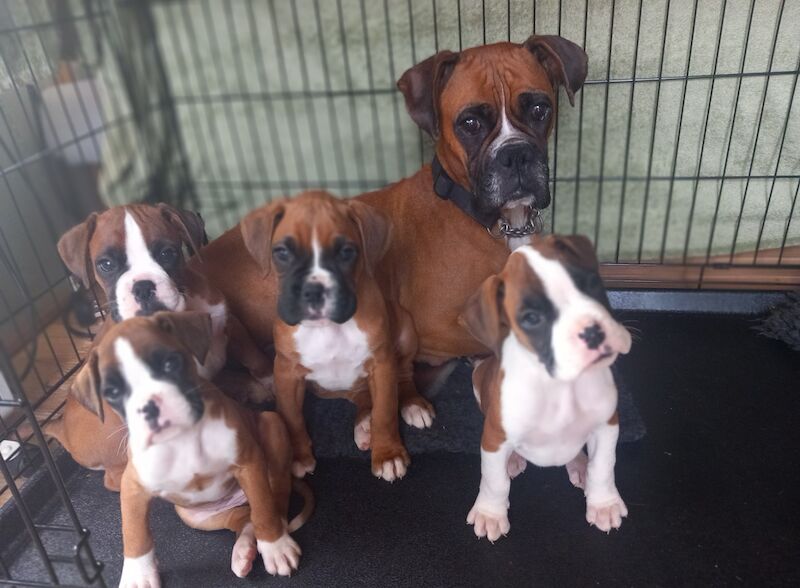 Boxer puppies for sale in Lickey, Worcestershire