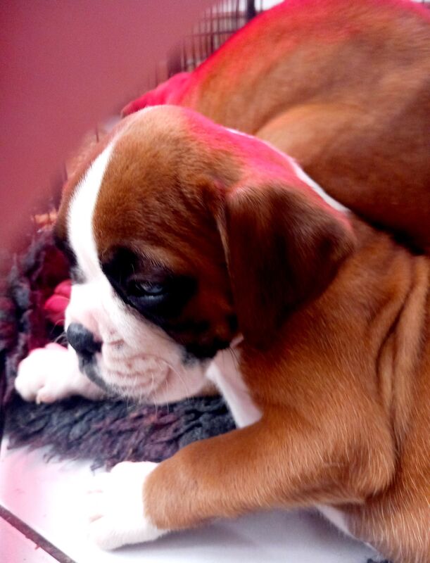 Boxer puppies for sale in Lickey, Worcestershire - Image 3