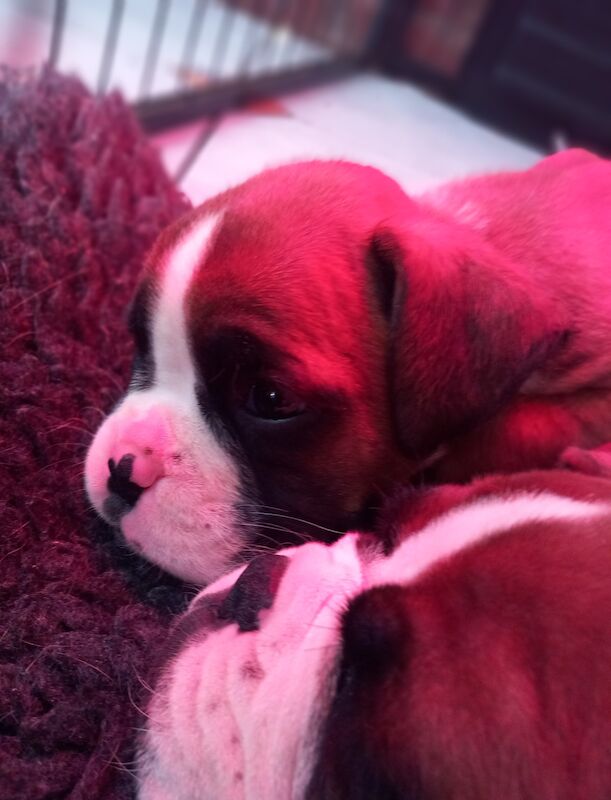 Boxer puppies for sale in Lickey, Worcestershire - Image 4