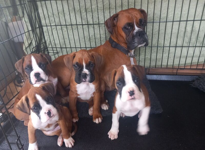 Boxer puppies for sale in Lickey, Worcestershire - Image 5