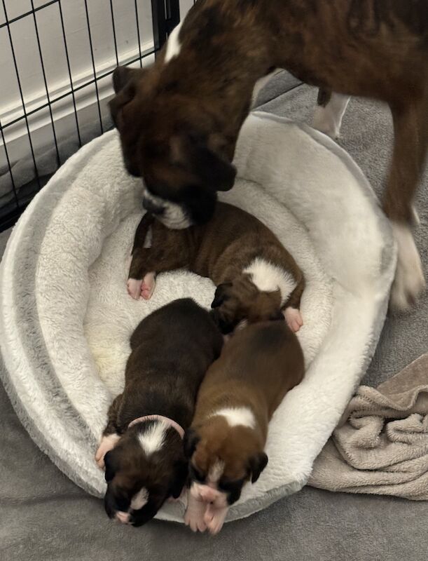 Boxer puppies for sale in Blackpool, Lancashire