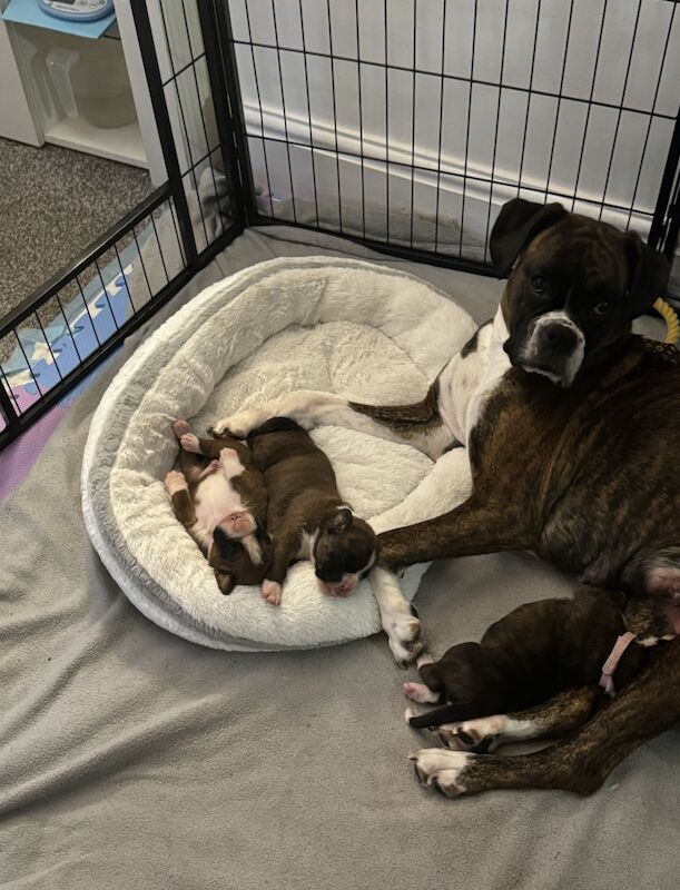 Boxer puppies for sale in Blackpool, Lancashire - Image 2