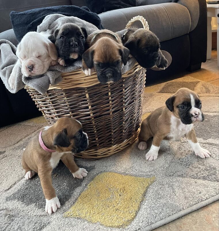 Boxer puppies for sale in Ballynahinch, Down