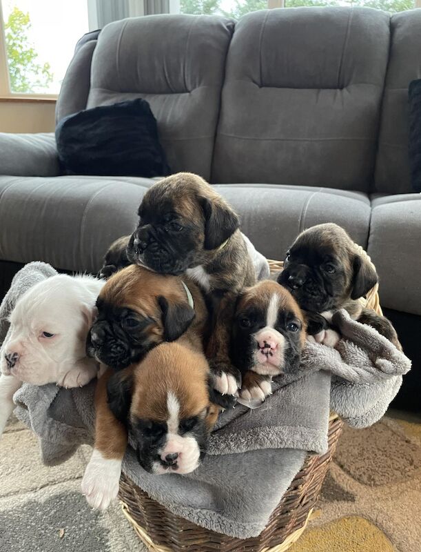 Boxer puppies for sale in Ballynahinch, Down - Image 3