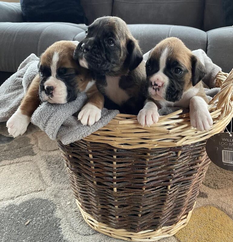 Boxer puppies for sale in Ballynahinch, Down - Image 4