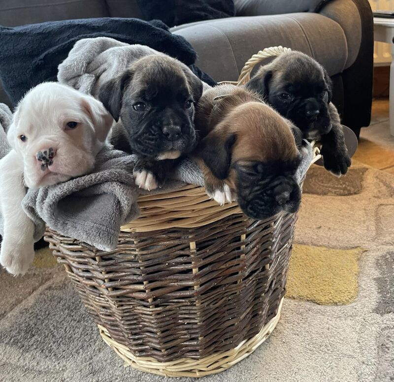 Boxer puppies for sale in Ballynahinch, Down - Image 5