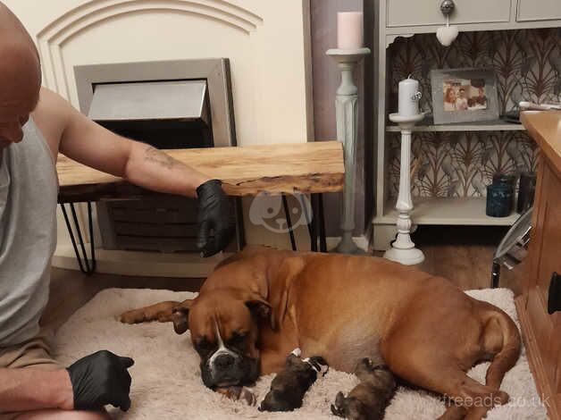 Boxer puppies for sale in Porthcawl, Bridgend