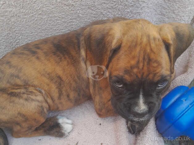 Boxer puppies for sale in Porthcawl, Bridgend - Image 2