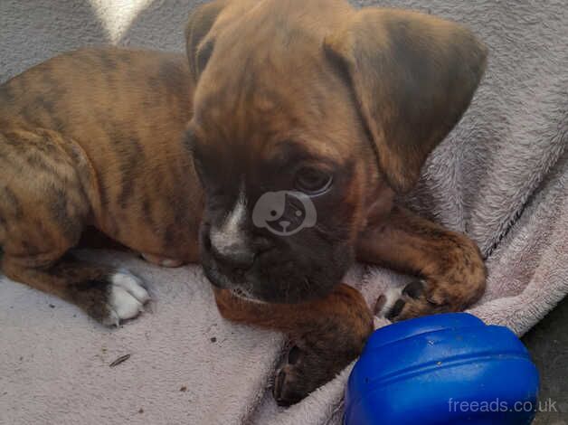 Boxer puppies for sale in Porthcawl, Bridgend - Image 3