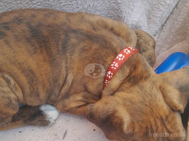 Boxer puppies for sale in Porthcawl, Bridgend - Image 4