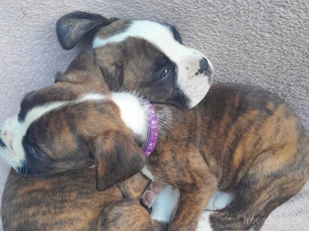 Boxer puppies for sale in Porthcawl, Bridgend - Image 5