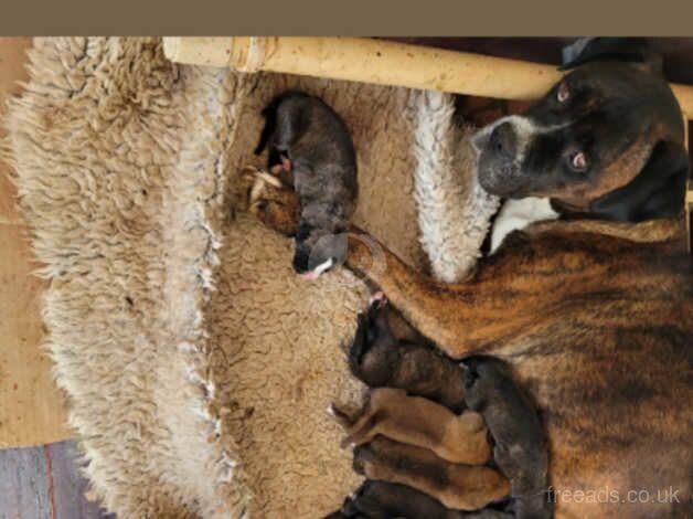 Boxer puppies for sale in Cambridge, Cambridgeshire - Image 1