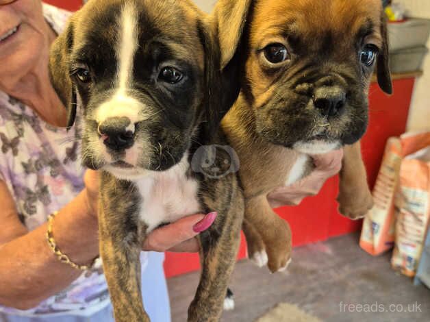 Boxer puppies for sale in Cambridge, Cambridgeshire - Image 2