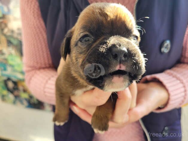 Boxer puppies for sale in Cambridge, Cambridgeshire - Image 3