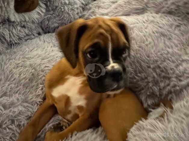 BOXER PUPPIES for sale in Coatbridge, North Lanarkshire