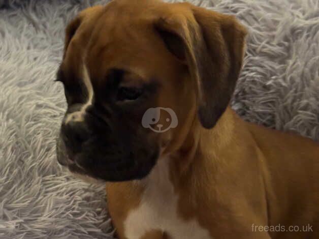 BOXER PUPPIES for sale in Coatbridge, North Lanarkshire - Image 2