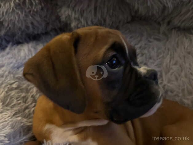 BOXER PUPPIES for sale in Coatbridge, North Lanarkshire - Image 3