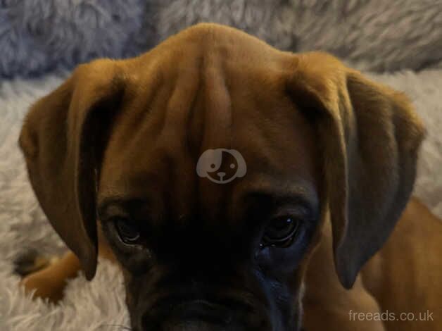 BOXER PUPPIES for sale in Coatbridge, North Lanarkshire - Image 4