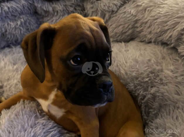 BOXER PUPPIES for sale in Coatbridge, North Lanarkshire - Image 5