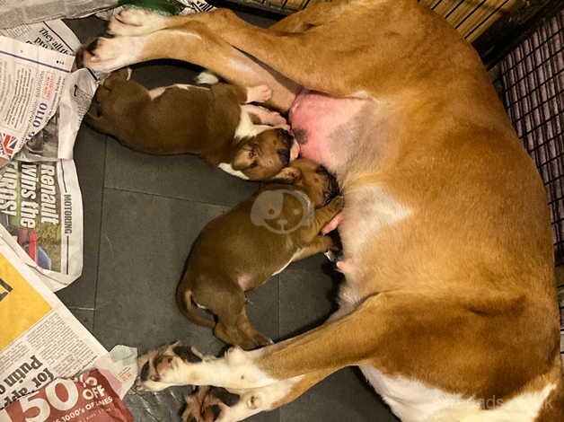 Boxer puppies for sale in Penryn, Cornwall - Image 1