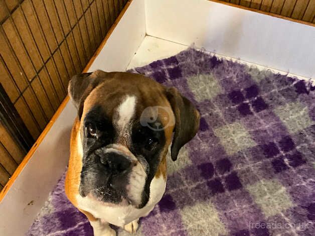 Boxer puppies for sale in Penryn, Cornwall - Image 3