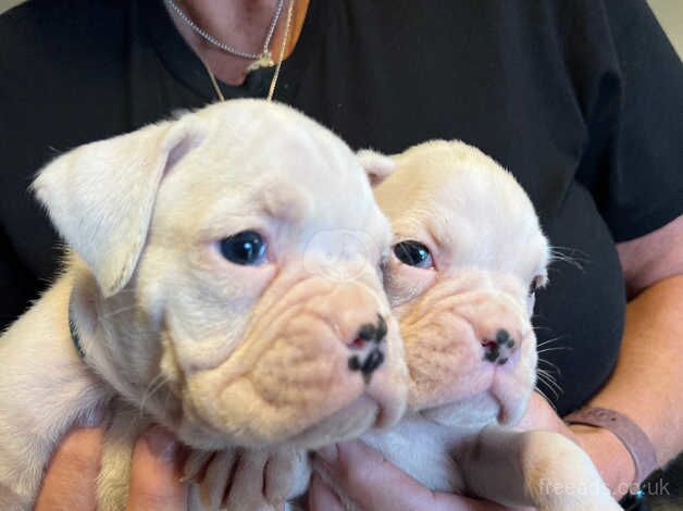 Boxer puppies for sale in Penryn, Cornwall - Image 1