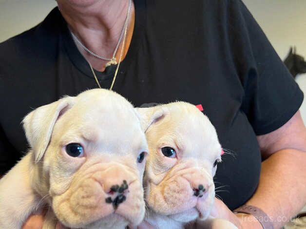 Boxer puppies for sale in Penryn, Cornwall - Image 2