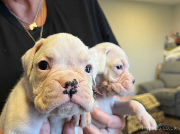 Boxer puppies for sale in Penryn, Cornwall - Image 3