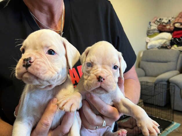 Boxer puppies for sale in Penryn, Cornwall - Image 4