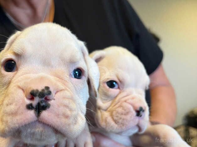 Boxer puppies for sale in Penryn, Cornwall - Image 5